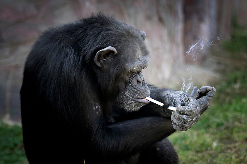 Illustration for article titled North Korea's Zoo Chimp Smokes a Pack a Day Because Life Is Cruel and People Are Terrible